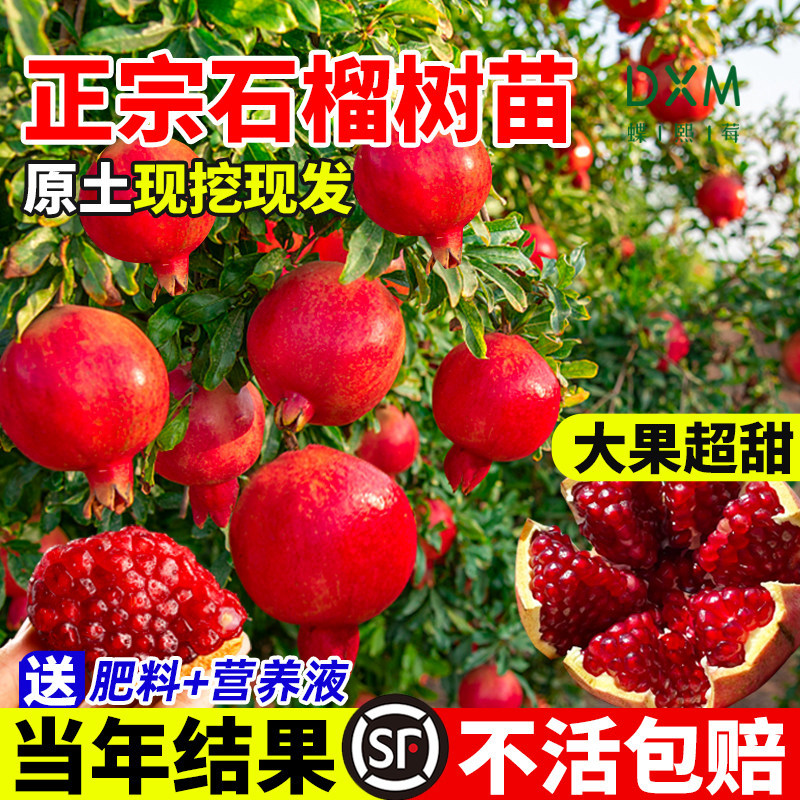 石榴树庭院果树突尼斯软籽石榴盆栽地栽特大无籽蒙阳红石榴树苗