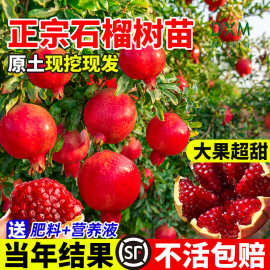 石榴树庭院果树突尼斯软籽石榴盆栽地栽特大无籽蒙阳红石榴树苗