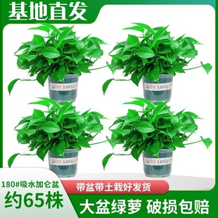 �G�}�����҃ȾGֲ���~�L�ٻ����·�ȥ��ȩ�����՚���B�Gֲ���l