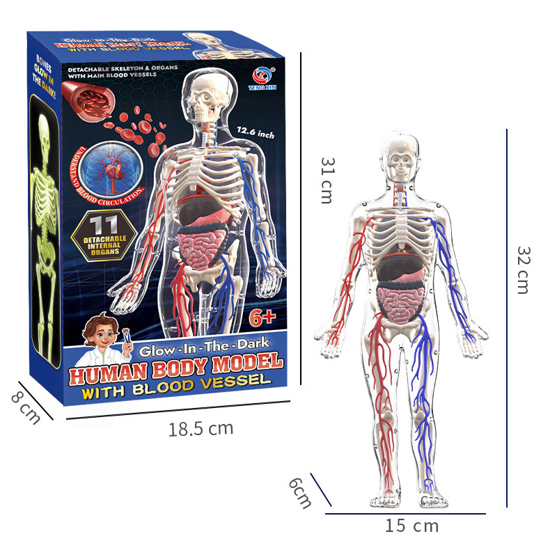 Série du corps humain [Modèle du corps humain vasculaire] TXX-016