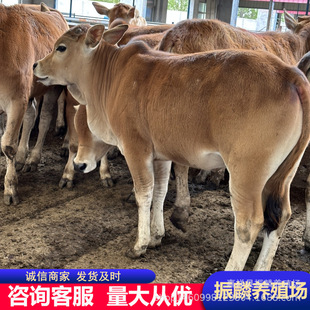 �����Sţ�r�� ���T����ţ�r��gӭ��ԃ ���۸����s����ţ