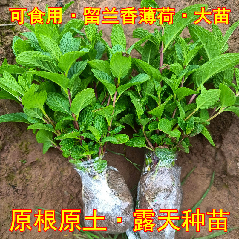 食用薄荷苗盆栽留兰香驱蚊植物室内绿植水培柠檬薄荷迷迭香有卖