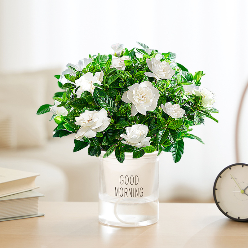 【새싹 있음】부티크 90#치자나무(좋은 아침 화분) + 영양액 [점장 추천]