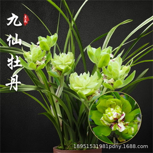 ����ĵ��������ѩ���غ��m��������Ů���m���ļ��_���҃��m���Gֲ