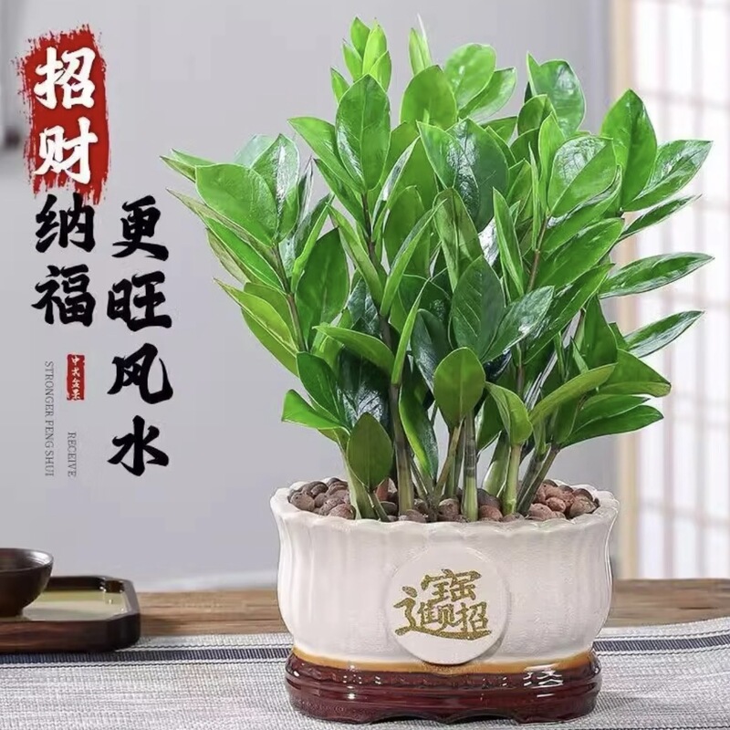 Money Tree, Fortune Tree, Large Potted Plant for the Living Room, Large Indoor Green Plant, Auspicious Home Decoration for Moving into a New Home Money Tree, Fortune Tree, Large Potted Plant for the Living Room, Large Indoor Green Plant, Auspicious Home Decoration for Moving into a New Home