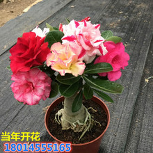 批发沙漠玫瑰盆栽苗大重瓣植物室内盆栽四季开花沙漠玫瑰小苗种植