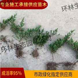 地柏沙地柏小苗地被盆栽四季不落叶绿化植物工程观叶苗木盆景素材