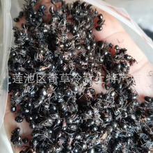 黑蚂蚁,黑蚁,批发中药材黑蚂蚁,大货黑蚂蚁