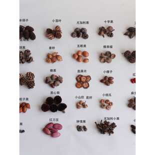 1-3CMֲ�������Ȼ����ɹ������׃��@�h�����v���ֹ�DIY���ϰ�