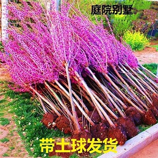 ��̎���u�����G ���G��ľ �������G �M�l�t [10-200cm] �rλ��