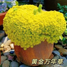 黄金万年草【精】薄雪万年草多肉植物盆栽办公室阳台花卉绿植