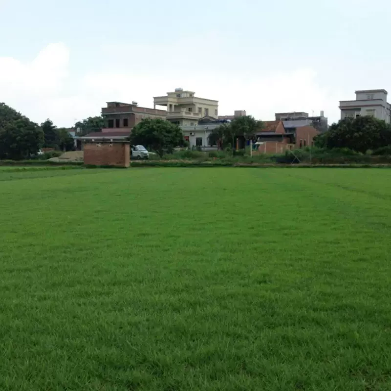 批发台湾草草坪种子 无需修剪台湾青草种子台湾2号草绿化工程草籽