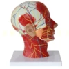 E model: head superficial neuropathy model