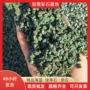 工程建筑定制海蓝沸石