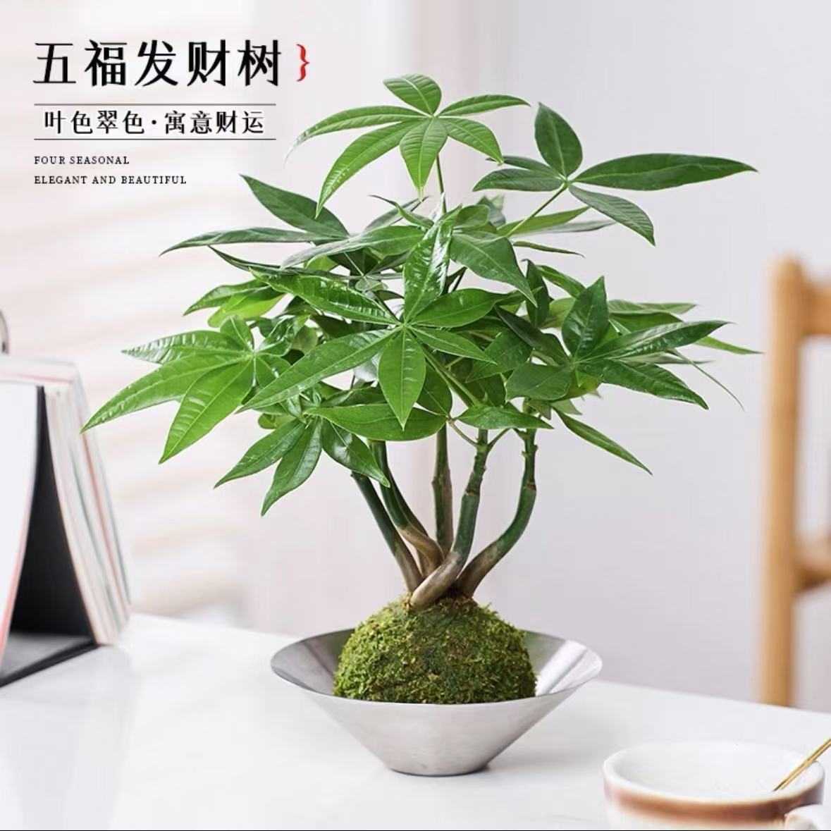 Quả bóng rêu cây may mắn Wufu + Nồi mũ bạc