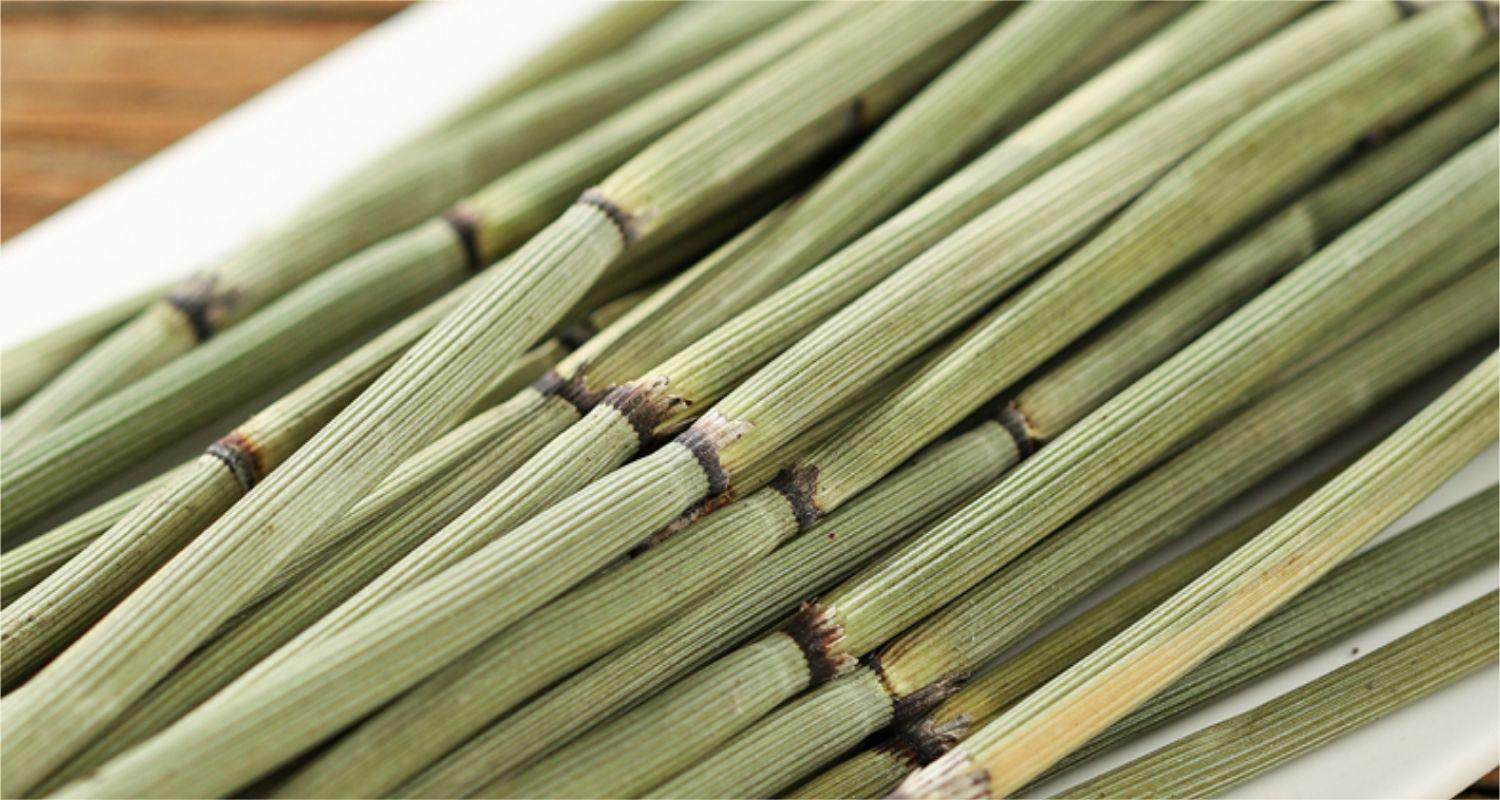 Dried Horsetail Herb Mu Zei Cao Cut Stems Traditional Herbal Tea 500g specifications