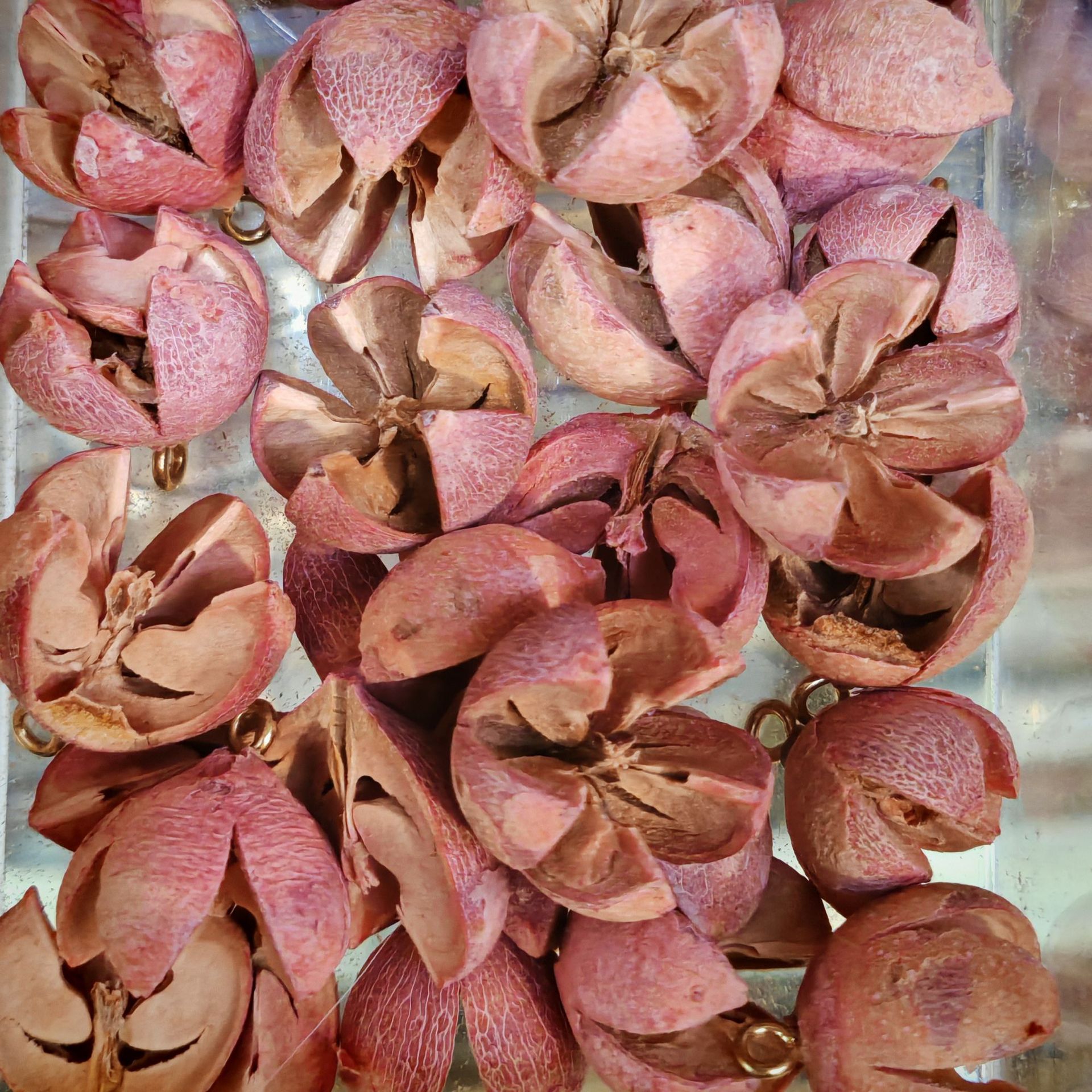 cáscara de fruta campana accesorios de materia prima planta natural cáscara de fruta campana de viento cáscara de fruta campana accesorios hechos a mano material diy image 16