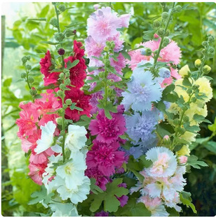 Hollyhock seeds big flower double hollyhock seeds perennial one zhanghong seeds four seasons easy to grow cold-resistant flower seeds