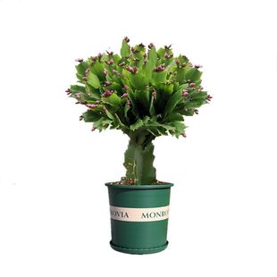 �M�ڼ޽�зצ�m�������Զ�ɫ�������ذ��ֲ̨���ļ��_��ɏ��