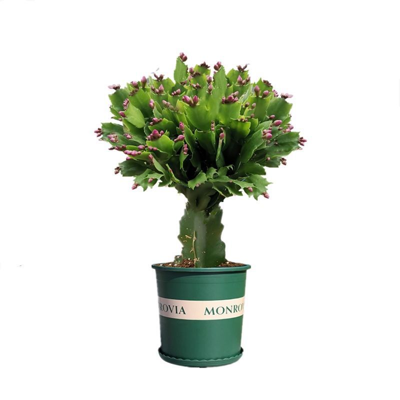 进口嫁接蟹爪兰花卉盆栽多色带花苞重瓣阳台植物四季开花莲苗