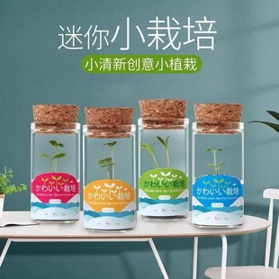 Creative Mini Potted Plants, Cute Ecological Bottles, Green Plant Potted Plants, Student Gifts, Desktop DIY Hydroponic Green Plant Seeds