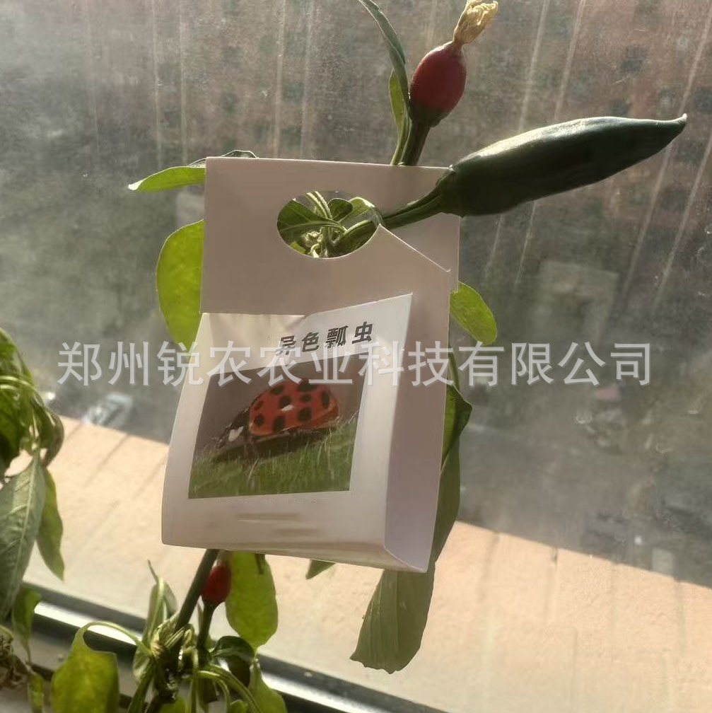异色瓢虫卵卡七星瓢虫防治蚜虫昆虫天敌有机园林园艺昆虫生物防治