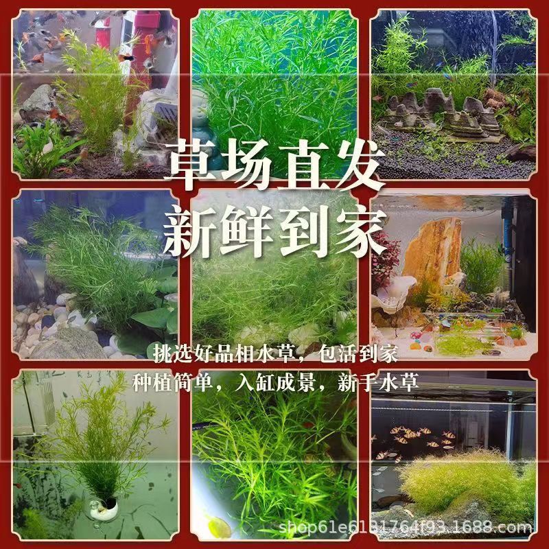 水草植物竹节草印度竹节草养不死水草2-15长鱼缸水草植物真草造景