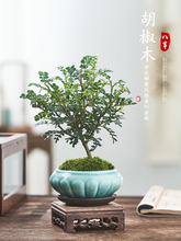 驱蚊植物清香胡椒木盆栽室内盆景驱蚊草四季常青木本绿植好养花卉