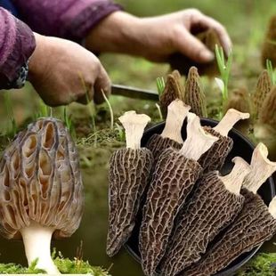 ��Ǿ����N�NֲĢ���ļ��̨�辰����Ұ��ԭ�N�ɷN�˵�ɽ�غ�