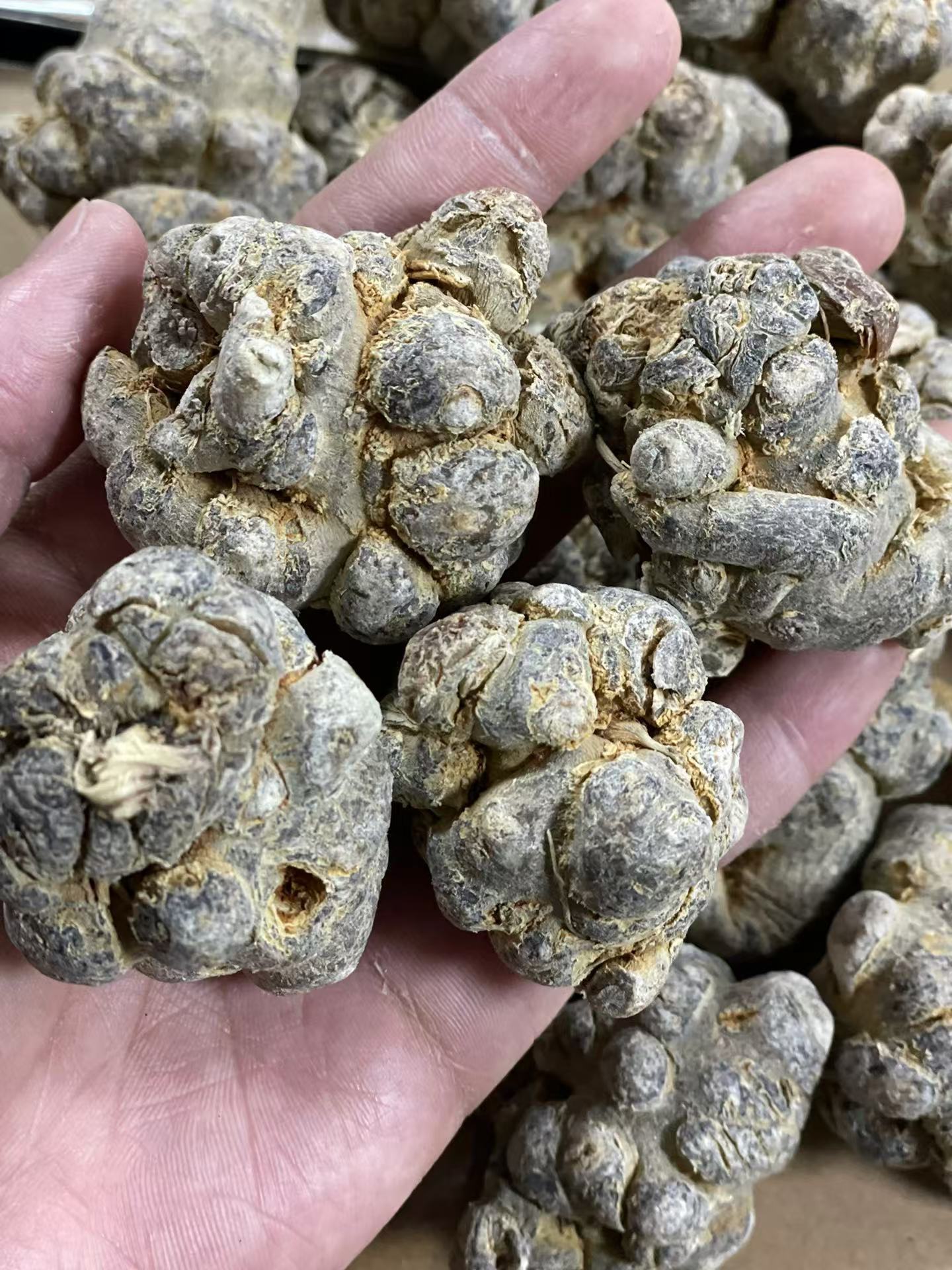 Dried Notoginseng Root Heads from Yunnan Wenshan Sanqi Tianqi Herbal Decoction Pieces 250g overview