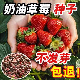 Strawberry Seeds for Beginners Balcony Potted Sweet All-Season Cream Strawberry Seeds Vegetable Seeds Fruit Guangdong Strawberry Seeds