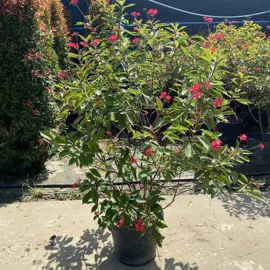 盆栽;灌木;蕨类植物