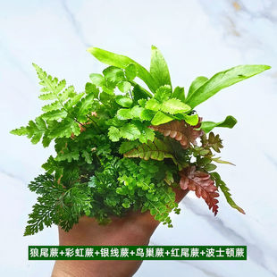 Miniature Landscape Plant Potted Moss Net Grass DIY Terrarium and Aquascape Fern Ecological Tank Green Plant Wholesale