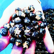 青海黑枸杞50g柴达木诺木洪黑牛果源头厂家大颗粒药材即食黑枸杞
