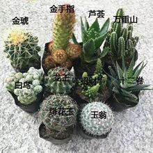 ����ֲ���������������_��ֲ����ĳȩ�f��ɽ�Së���҃ȷ�ĳ������