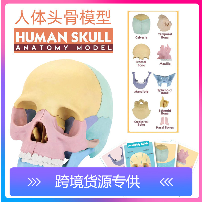 Physiological skull model