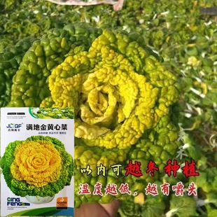 �ͺ������S�Ğ����˷N��ѩ���S��ײ��B�Ĳ˾ջ��˷N���ļ���