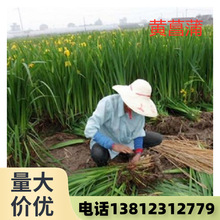 基地批发水生植物黄菖蒲苗黄花鸢尾园林湿地绿化庭院池塘量大优惠