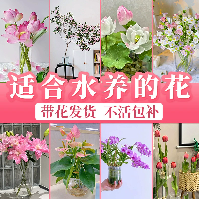 Цветочные гидропонные растения, подходящие для аквакультуры