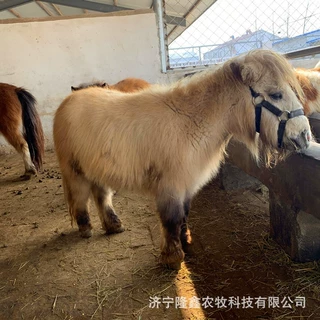 哪里有矮马养殖场 一匹骑乘矮脚马多少钱 观赏袖珍马驹 儿童骑乘