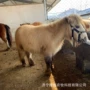 一匹儿童多少袖珍矮马