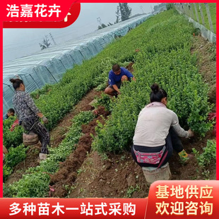 Fine-Leaf Ophiopogon Japonicus, Green Evergreen Plants, Courtyard Lawns Resistant to Trampling, Cold and Drought Ophiopogon Japonicus Qingzhou Flower Base