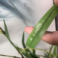 ✅人造景观室内假竹子屏风隔断室外毛竹围栏平头竹绿植竹