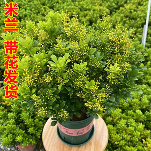 ���m�����Ի���ֲ���҃��ļ��_��������������B�Ϙ��辰��þGֲ