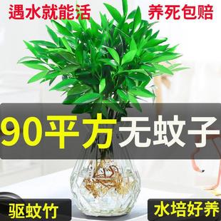Hydroponic Mosquito Repellent Bamboo and Cypress Mosquito Repellent Plant Potted Green Plant Indoor Flower Living Room Mosquito Repellent Plant Hydroponic Flower Water Culture