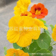 �羳��؛����ɏ���N�Ӻ��ɻ� ��ɏ���҃��̨�����^��ֲ��