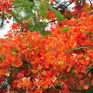 �P��ľ�N�ӟᎧ��ľ��N�t��麘�G����N�ļ��ɲ��t��麘���P��