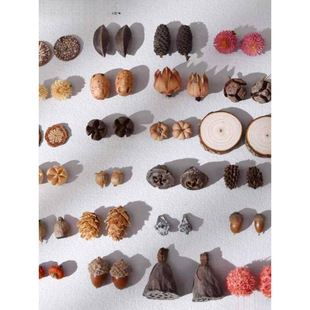 Plant Earrings Natural Dried Fruit Pumpkin Earrings Material Personality Creative Niche Jewelry Earrings Accessories Fruit