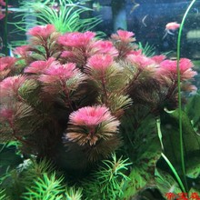 鱼缸淡水造景后景红菊水下叶坨好养易活无需二氧化碳的红色水