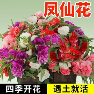 �P�ɻ��N�����ذ�軨�̨�����҃ȌW������ļ��׷NȾָ�׻�����